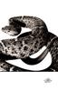 [WYscan CSA Witness] Rattler