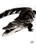 [WYscan CSA Witness] Alligator