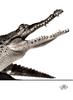 [WYscan CSA Witness] Alligator