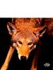 [WYscan CSA Witness] Coyote