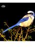 [WYscan CSA Witness] Scrub-Jay