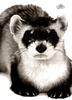 [WYscan CSA Witness] Black-footed Ferret