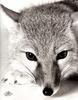 [WYscan CSA Witness] Fox