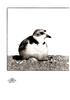 [WYscan CSA Witness] Plover