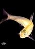 [WYscan CSA Witness] Fish fry