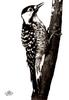 [WYscan CSA Witness] Woodpecker