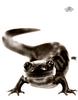 [WYscan CSA Witness] Salamander
