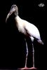 [WYscan CSA Witness] Wood Stork