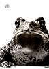 [WYscan CSA Witness] Toad