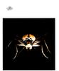 [WYscan CSA Witness] Beetle?