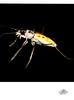 [WYscan CSA Witness] Beetle?