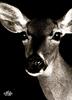 [WYscan CSA Witness] Deer
