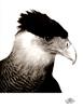 [WYscan CSA Witness] Crested Caracara