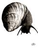 [WYscan CSA Witness] Snail