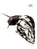 [WYscan CSA Witness] Snail