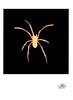 [WYscan CSA Witness] Spider
