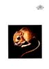 [WYscan CSA Witness] Jerboa?