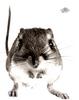 [WYscan CSA Witness] Jerboa?