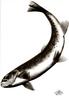 [WYscan CSA Witness] Trout