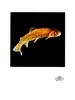 [WYscan CSA Witness] Trout
