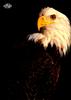 [WYscan CSA Witness] Bald Eagle