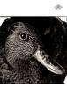 [WYscan CSA Witness] Duck