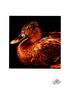 [WYscan CSA Witness] Duck