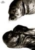 [WYscan CSA Witness] Sea Lions