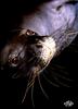[WYscan CSA Witness] Sea Lion