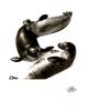 [WYscan CSA Witness] Sea Lions