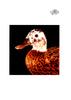 [WYscan CSA Witness] Duck