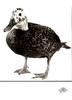 [WYscan CSA Witness] Duck
