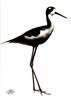 [WYscan CSA Witness] Black-necked Stilt