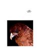 [WYscan CSA Witness] Buzzard