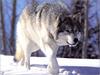 [Weatherby Scan] Gray Wolf