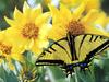 [Treasures of American Wildlife 2000-2001] Tiger Swallowtail Butterfly
