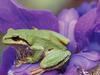 [Treasures of American Wildlife 2000-2001] Green Tree Frog