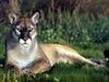 [Treasures of American Wildlife 2000-2001] Florida Panther