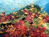 [Treasures of American Wildlife 2000-2001] Coral Reef