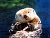 [Treasures of American Wildlife 2000-2001] Sea Otter