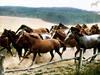 [Equus-SDC Horses] Mustang Herd