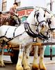 [Equus-SDC Horses] Shire Team