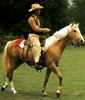 [Equus-SDC Horses] Palomino
