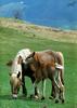 [Equus-SDC Horses] Haflinger Mare & Colt