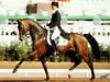 [Equus-SDC Horses] Nicole Uphoff on Rembrandt