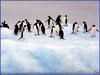 [PinSWD Scan - Taschen Calendar] Adelie Penguins