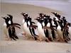 [PinSWD Scan - Taschen Calendar] Gentoo Penguins Running