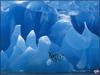 [PinSWD Scan - Taschen Calendar] Chinstrap Penguins On Iceberg