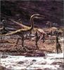[Fafnir Scan - Walking with Dinosaurs] Coelophysis