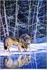 [Fafnir Scan - Sally J. Smith] 'Wolf Sprit' - 1997 Calendar - Companions